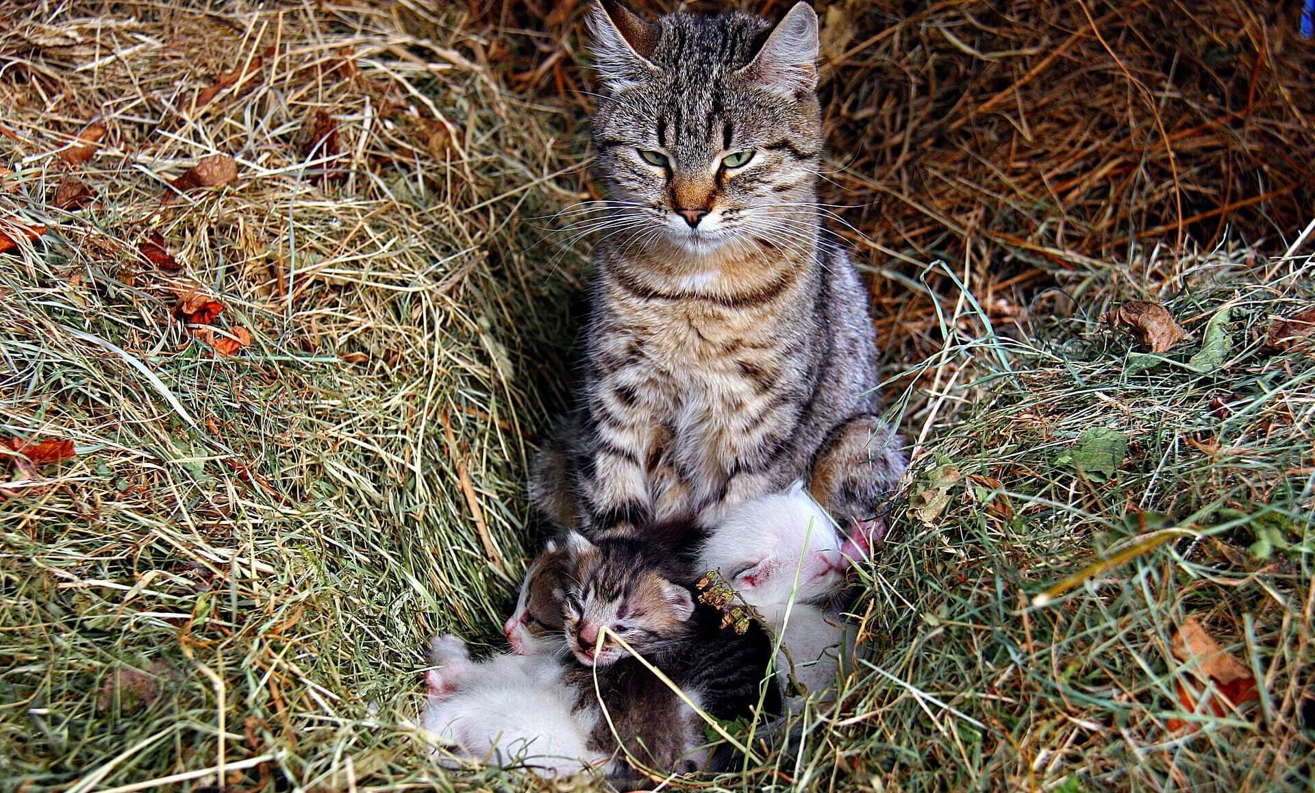 Katzen in Not Förderer werden