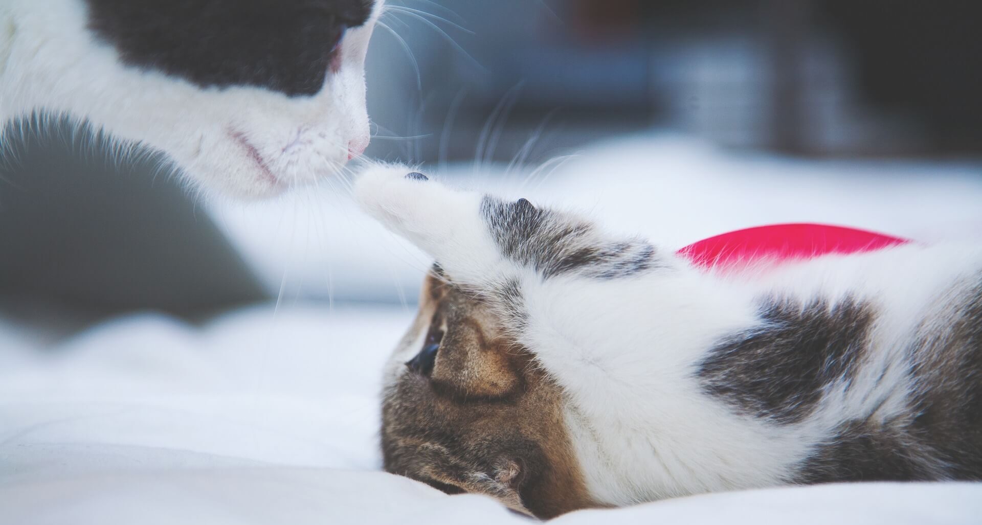 Pflegestelle Katze werden